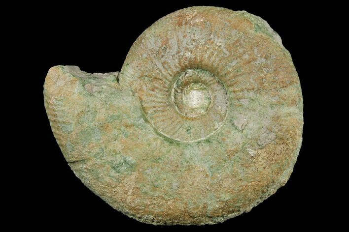 Ammonite (Orthosphinctes) Fossil - Germany #125888